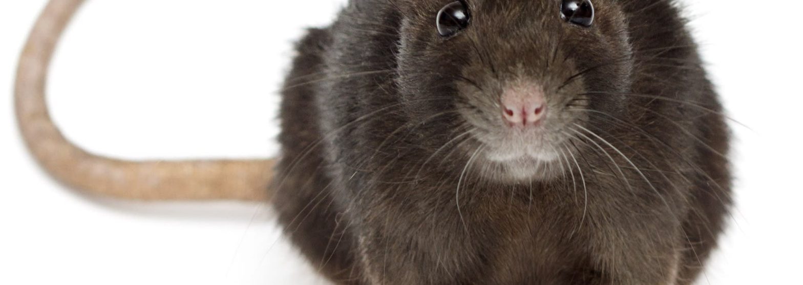 Best Places To Find Where To Buy Pet Rats